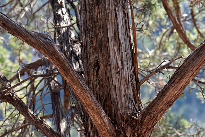Utah Juniper has gray-brown bark that weathers to ash-white. It is ex-foliating in thin gray-brown strips. Juniperus osteosperma 